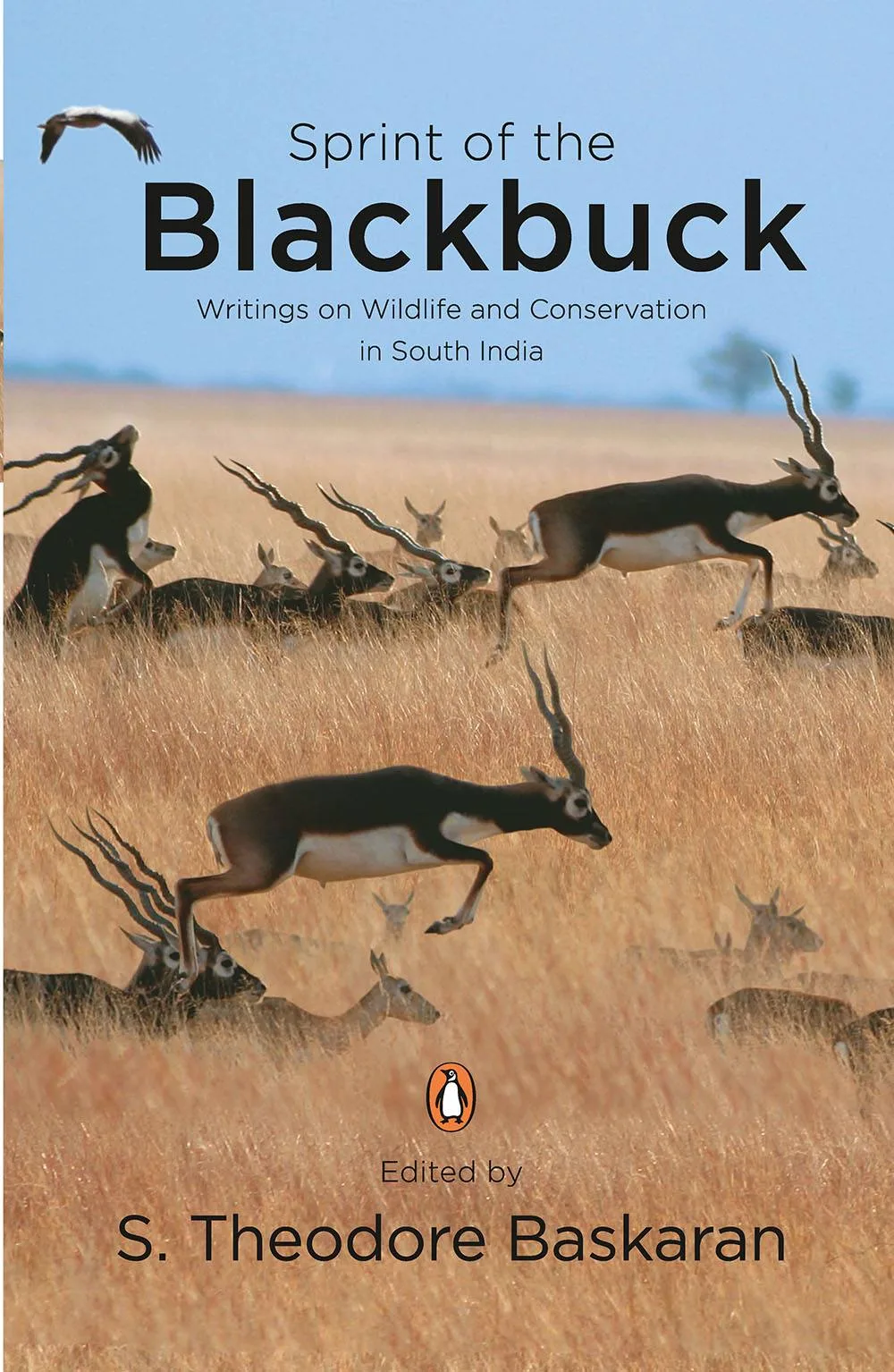 Sprint of The Blackbuck
